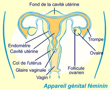 Sexe vaginal classique Escorte Berne